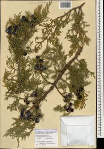 Juniperus excelsa subsp. polycarpos (K. Koch) Takht., Caucasus, Armenia (K5) (Armenia)