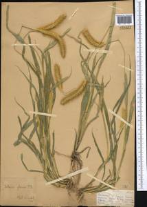 Setaria pumila (Poir.) Roem. & Schult., Middle Asia, Dzungarian Alatau & Tarbagatai (M5) (Kazakhstan)