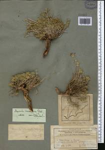 Asperula glomerata subsp. turcomanica (Pobed.) Ehrend. & Schönb.-Tem., Middle Asia, Pamir & Pamiro-Alai (M2) (Tajikistan)