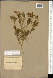 Peganum harmala L., Caucasus, Armenia (K5) (Armenia)