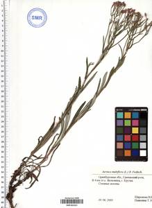 Jurinea multiflora (L.) B. Fedtsch., Eastern Europe, Eastern region (E10) (Russia)