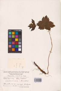 Ranunculus carpaticus Herbich, Eastern Europe, West Ukrainian region (E13) (Ukraine)