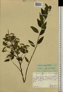 Spiraea elegans Pojark., Siberia, Russian Far East (S6) (Russia)