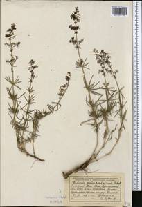 Galium pamiroalaicum Pobed., Middle Asia, Western Tian Shan & Karatau (M3) (Uzbekistan)