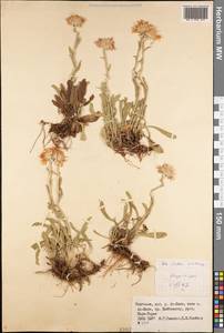 Aster vvedenskyi Bondarenko, Middle Asia, Northern & Central Tian Shan (M4) (Kyrgyzstan)