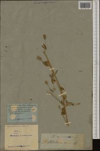 Trigonella caerulea (L.)Ser., Western Europe (EUR) (Not classified)