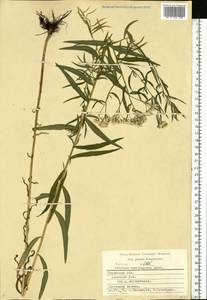 Achillea salicifolia subsp. salicifolia, Eastern Europe, Central region (E4) (Russia)