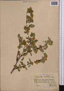 Cotoneaster nummularius Fisch. & C. A. Mey., Middle Asia, Dzungarian Alatau & Tarbagatai (M5) (Kazakhstan)