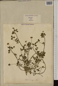 Trifolium resupinatum L., Western Europe (EUR) (Italy)
