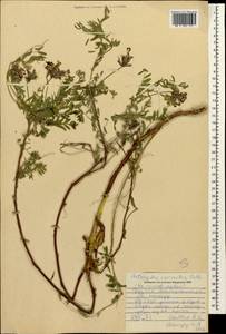 Astragalus cornutus Pall., Caucasus, Georgia (K4) (Georgia)