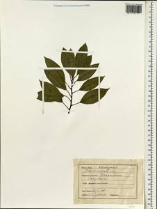 Cinnamomum camphora (L.) J. Presl, South Asia, South Asia (Asia outside ex-Soviet states and Mongolia) (ASIA) (India)