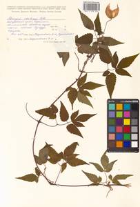Clematis ochotensis (Pall.) Poir., Siberia, Russian Far East (S6) (Russia)