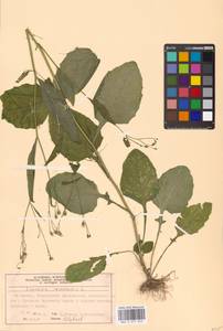 Lapsana communis, Eastern Europe, Moscow region (E4a) (Russia)
