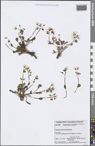 Claytonia joanneana Roem. & Schult., Siberia, Central Siberia (S3) (Russia)