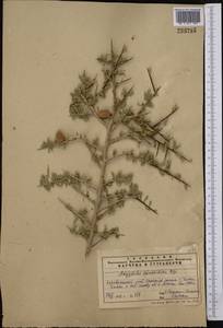 Prunus spinosissima (Bunge) Franch., Middle Asia, Pamir & Pamiro-Alai (M2) (Uzbekistan)