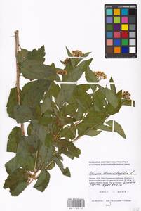 Spiraea chamaedryfolia L., Eastern Europe, Moscow region (E4a) (Russia)
