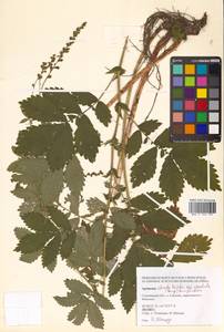 Agrimonia pilosa Ledeb., Siberia, Russian Far East (S6) (Russia)