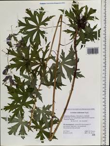 Aconitum raddeanum Regel, Siberia, Russian Far East (S6) (Russia)