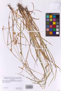 Carex flava L., Eastern Europe, Moscow region (E4a) (Russia)