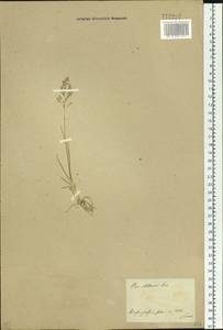 Poa glauca subsp. altaica (Trin.) Olonova & G.H.Zhu, Siberia, Central Siberia (S3) (Russia)
