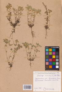 Medicago minima (L.) Bartal., Eastern Europe, South Ukrainian region (E12) (Ukraine)