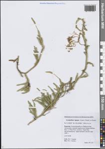 Lycopodium lagopus (Laest. ex C.Hartm.) Zinserl. ex Kuzen., Siberia, Baikal & Transbaikal region (S4) (Russia)