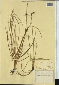 Anthericum liliago L., Western Europe (EUR) (Not classified)