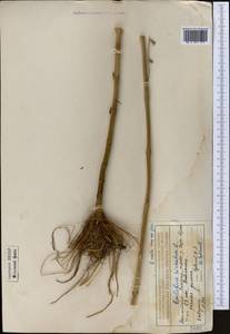 Epilobium hirsutum L., Middle Asia, Northern & Central Tian Shan (M4) (Kazakhstan)