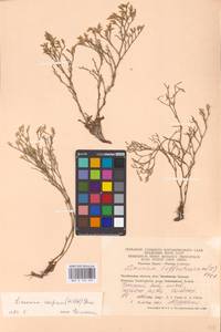 Limonium bellidifolium (Gouan) Dumort., Eastern Europe, Eastern region (E10) (Russia)