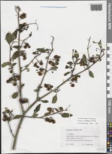 Solanum villosum Mill., Eastern Europe, Central forest region (E5) (Russia)