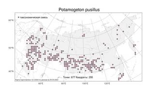 Potamogeton pusillus L., Atlas of the Russian Flora (FLORUS) (Russia)