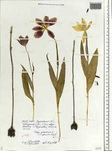 Tulipa suaveolens Roth, Eastern Europe, Lower Volga region (E9) (Russia)