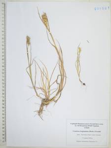 Cenchrus longispinus (Hack.) Fernald, Eastern Europe, North Ukrainian region (E11) (Ukraine)