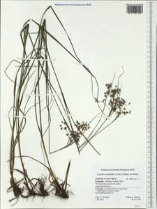 Luzula luzuloides (Lam.) Dandy & E.Willm., Western Europe (EUR) (Germany)