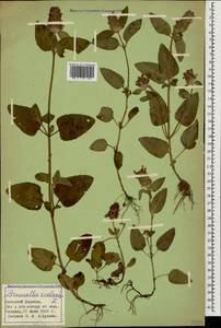 Prunella vulgaris L., Caucasus, Azerbaijan (K6) (Azerbaijan)