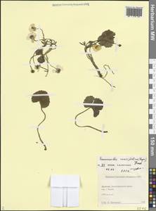 Ranunculus crassifolius (Rupr.) Grossh., Caucasus, Dagestan (K2) (Russia)