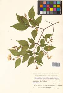 Philadelphus tenuifolius Rupr. & Maxim., Siberia, Russian Far East (S6) (Russia)