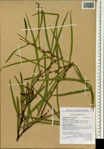 Acacia salicina Lindl., South Asia, South Asia (Asia outside ex-Soviet states and Mongolia) (ASIA) (Israel)