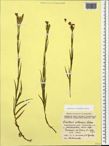 Dianthus caucaseus Sims, Caucasus, Black Sea Shore (from Novorossiysk to Adler) (K3) (Russia)