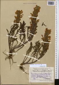 Pedicularis physocalyx Bunge, Middle Asia, Northern & Central Tian Shan (M4) (Kazakhstan)