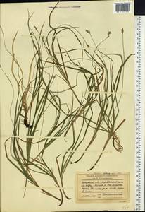 Carex accrescens Ohwi, Siberia, Baikal & Transbaikal region (S4) (Russia)