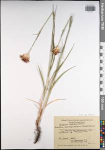 Dianthus capitatus subsp. andrzejowskianus Zapal., Eastern Europe, Central region (E4) (Russia)