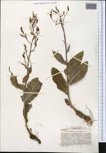 Lactuca soongarica Regel, Middle Asia, Pamir & Pamiro-Alai (M2) (Uzbekistan)