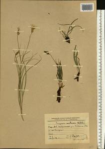 Takhtajaniantha austriaca (Willd.) Zaika, Sukhor. & N. Kilian, Eastern Europe, Eastern region (E10) (Russia)