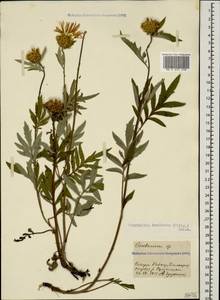 Psephellus dealbatus (Willd.) K. Koch, Caucasus, Stavropol Krai, Karachay-Cherkessia & Kabardino-Balkaria (K1b) (Russia)