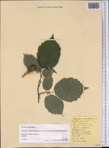 Corylus cornuta Marshall, America (AMER) (United States)