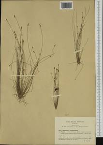 Eleocharis carniolica W.D.J.Koch, Western Europe (EUR) (Italy)