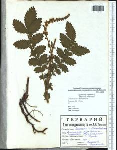 Agrimonia eupatoria L., Eastern Europe, Central region (E4) (Russia)