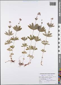 Galium odoratum (L.) Scop., Eastern Europe, Belarus (E3a) (Belarus)