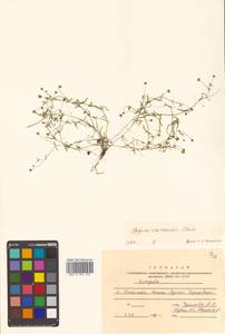 Sagina maxima subsp. crassicaulis (S. Watson) G. E. Crow, Siberia, Russian Far East (S6) (Russia)